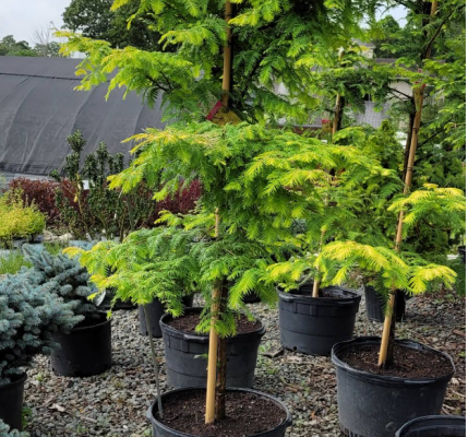 lush, beautiful and unique trees in black pots ready to be planted